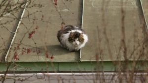 Технические помещения многоэтажных домов провели в Бекасове. Фото: Анатолий Цымбалюк, «Вечерняя Москва»