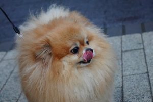 Домашним животным сделают прививку от бешенства в Бекасово. Фото: Анна Быкова, «Вечерняя Москва»