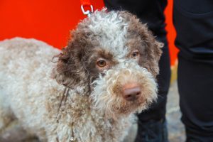 Домашних животных провакцинируют от бешенства в районе Бекасово. Фото: Ксения Догонашева, «Вечерняя Москва»