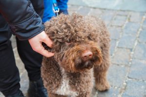 Жители района Бекасово смогут привести своих питомцев на прививку от бешенства. Фото: Ксения Догонашева, «Вечерняя Москва»