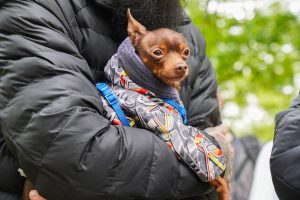 Жители района Бекасово смогут привести своих питомцев на прививку от бешенства. Фото: Ксения Догонашева, «Вечерняя Москва»